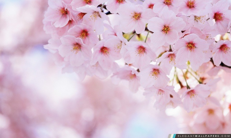 Rose Tree Blossom, Arrière-plans HD à télécharger