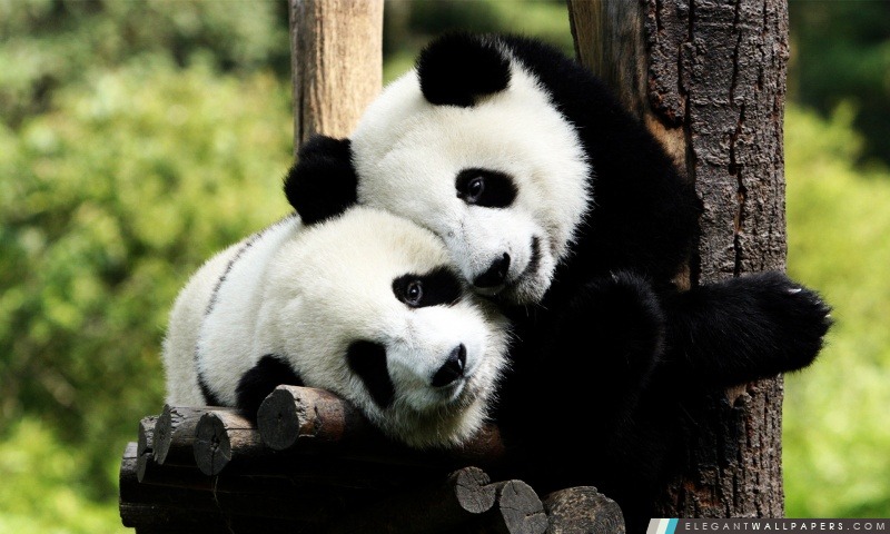 Pandas ludiques, Arrière-plans HD à télécharger