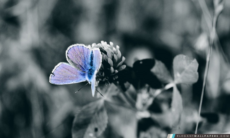 Papillon bleu Close Up, Arrière-plans HD à télécharger