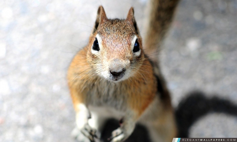 Gros plan sur le visage d'un écureuil regardant dans la caméra, Arrière-plans HD à télécharger