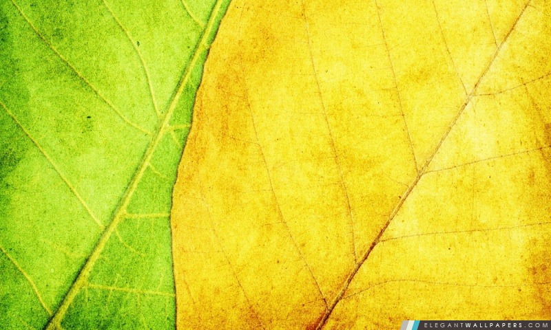 Vert et les feuilles jaunes Texture, Arrière-plans HD à télécharger
