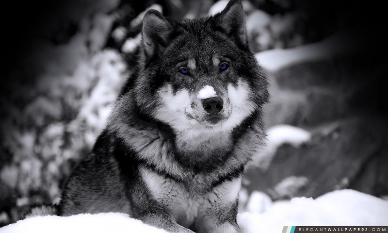 Loup d'hiver, Arrière-plans HD à télécharger