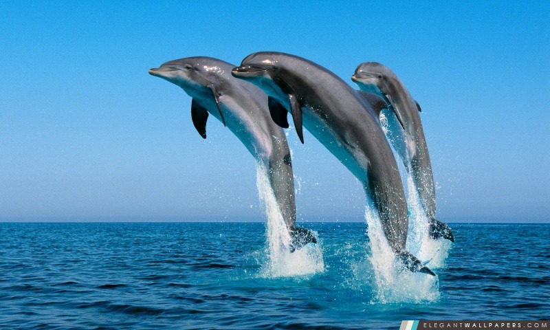 Grands dauphins Tursiops Truncatus, Arrière-plans HD à télécharger