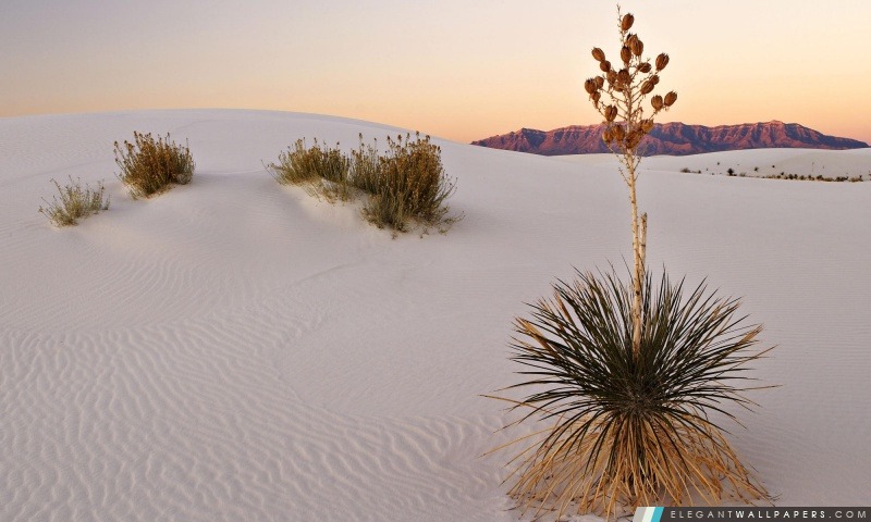 Blanc Desert Sand, Arrière-plans HD à télécharger