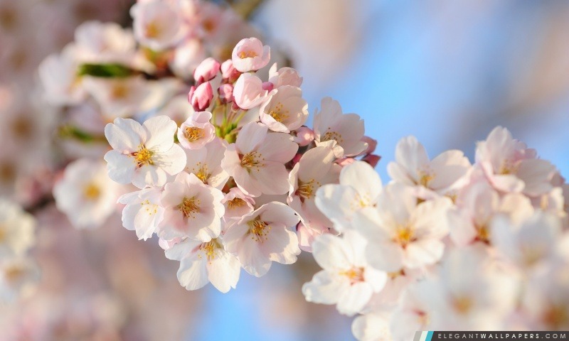 Fleurs de cerisier de printemps Bundle, Arrière-plans HD à télécharger