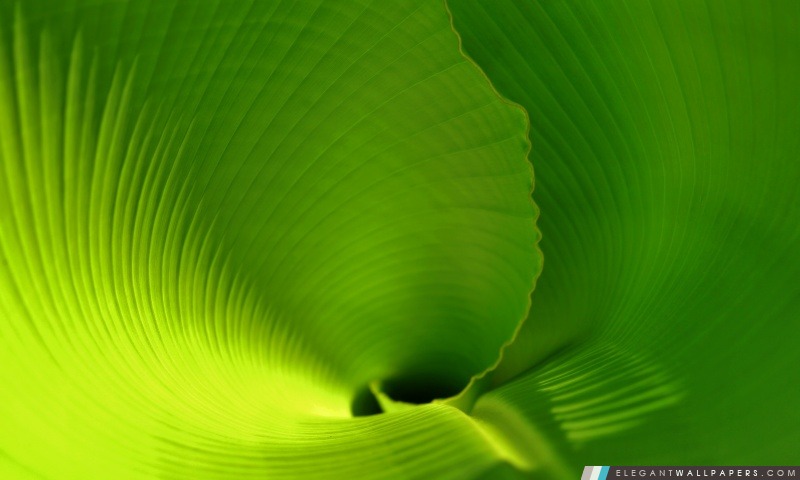 Banana Leaf Close Up, Arrière-plans HD à télécharger
