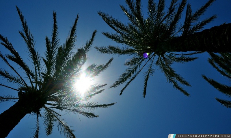Lumière du soleil à travers les arbres Palm, Arrière-plans HD à télécharger