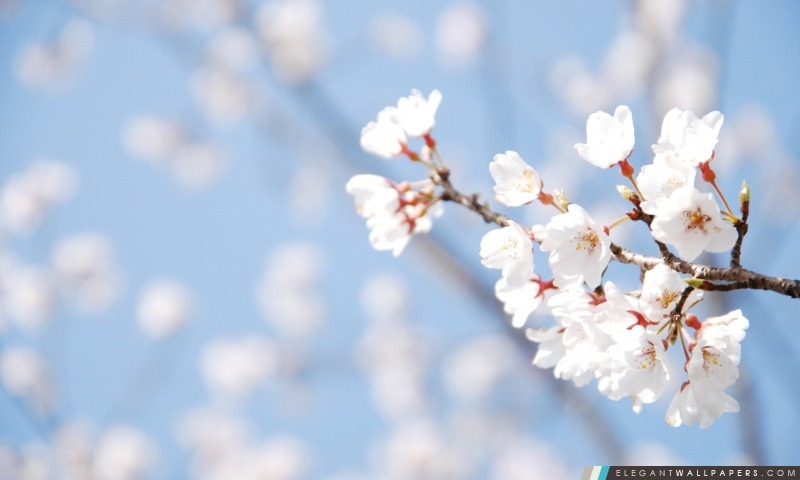 Cherry Blossom Et Ciel Bleu, Arrière-plans HD à télécharger