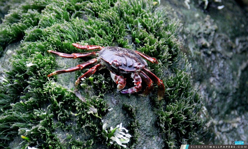 Crabe de mer, Arrière-plans HD à télécharger
