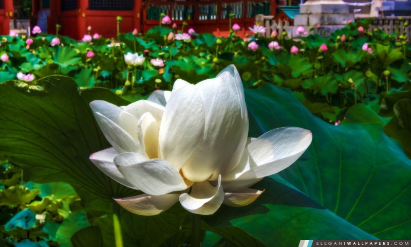 Lotus Blanc, Arrière-plans HD à télécharger