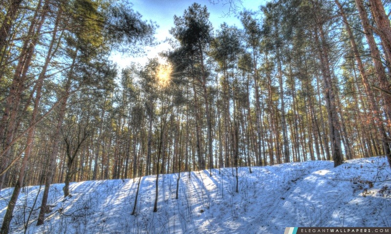Soleil dans la forêt, Arrière-plans HD à télécharger