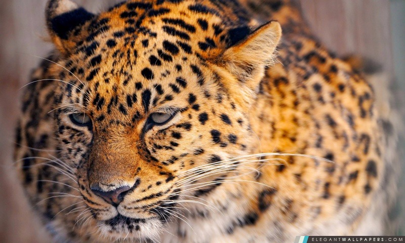 Leopard Close Up, Arrière-plans HD à télécharger
