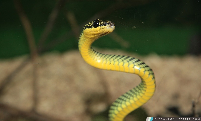 Serpent vert et jaune, Arrière-plans HD à télécharger