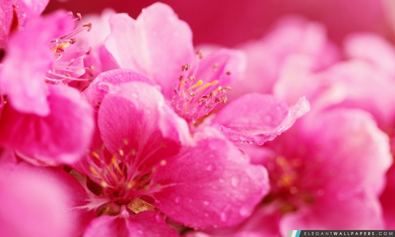 Rose Fleurs de printemps, Arrière-plans HD à télécharger