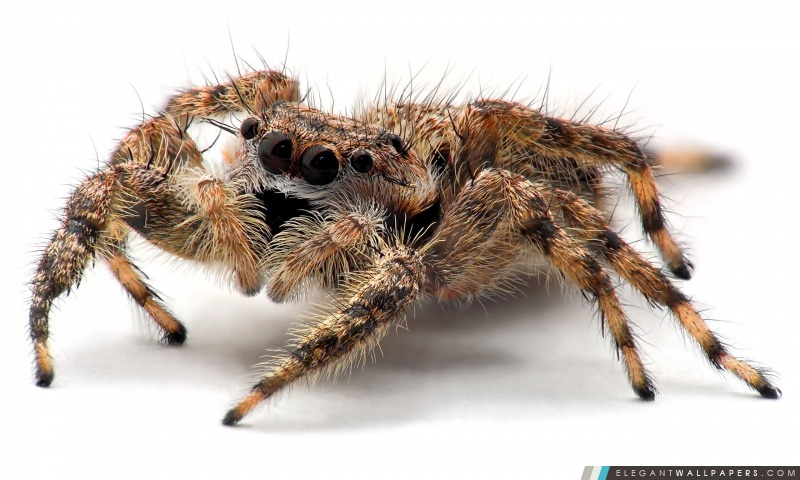 Tarantula araignée Close Up, Arrière-plans HD à télécharger