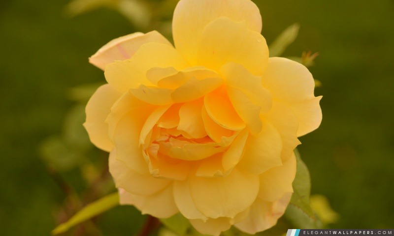 Fleur jaune, Arrière-plans HD à télécharger