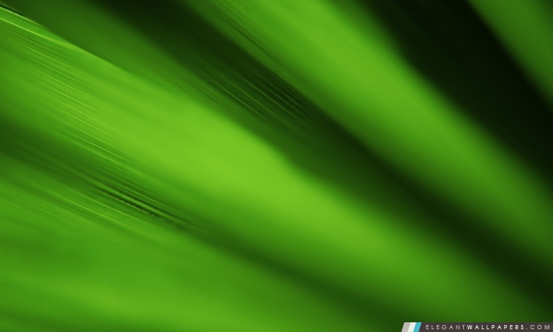 Green Leaf arrière-plan, Arrière-plans HD à télécharger