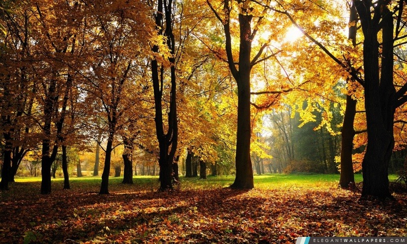 Beaux arbres d'automne, Arrière-plans HD à télécharger