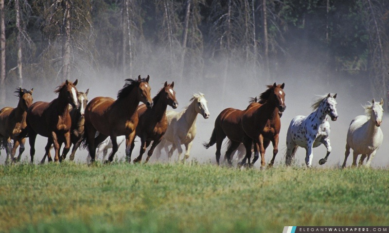 Roundup sur le ranch du Montana, Arrière-plans HD à télécharger