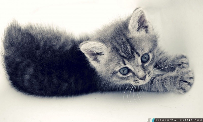 Sweet Kitten, Arrière-plans HD à télécharger