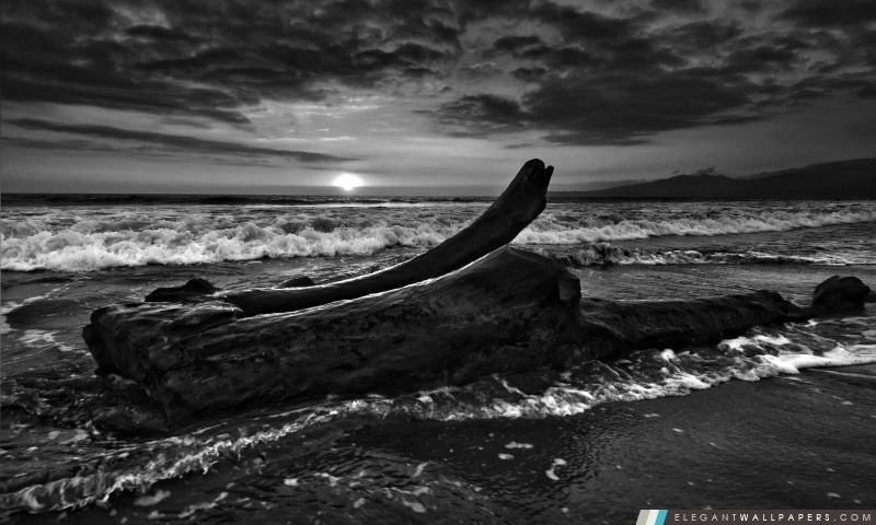 Driftwood Beach Monochrome, Arrière-plans HD à télécharger