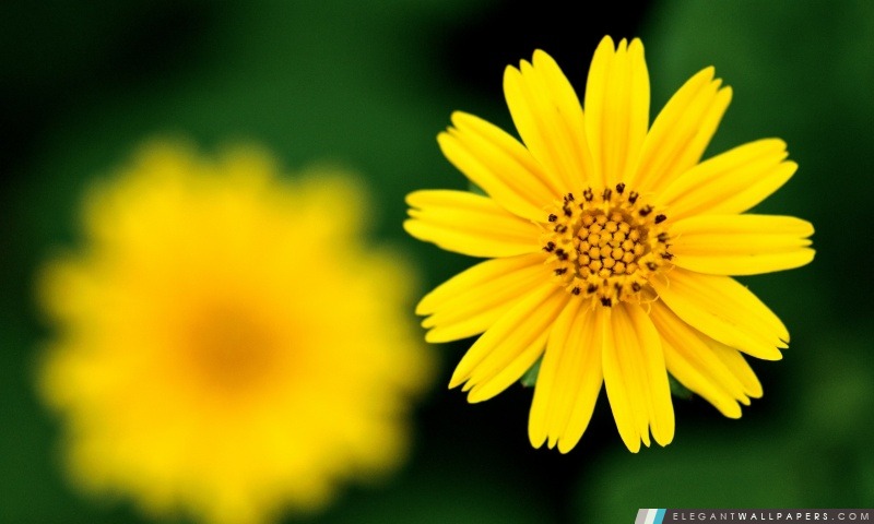 Belle fleur jaune. Fond d'écran HD à télécharger | Elegant Wallpapers