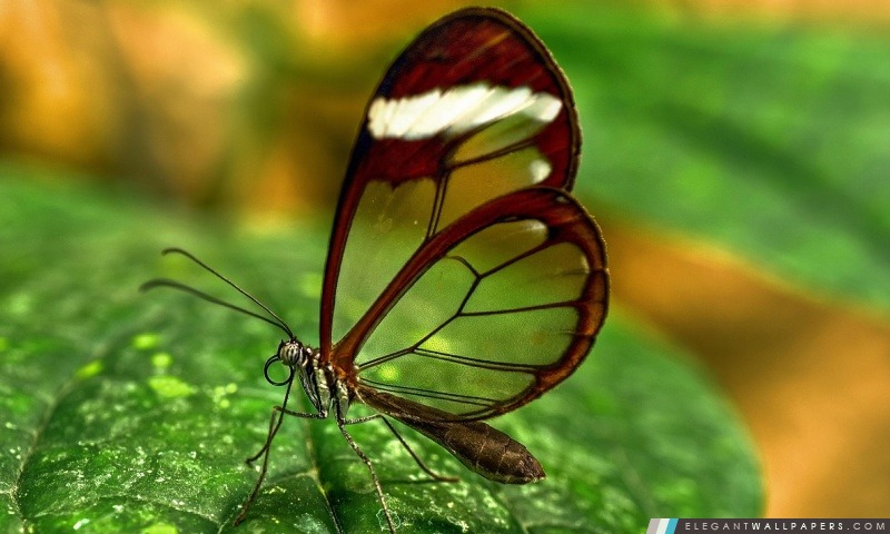 Papillon aux ailes transparentes, Arrière-plans HD à télécharger
