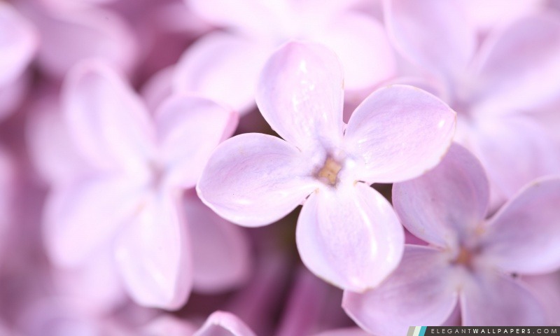 Violet lilas fleurit, Arrière-plans HD à télécharger