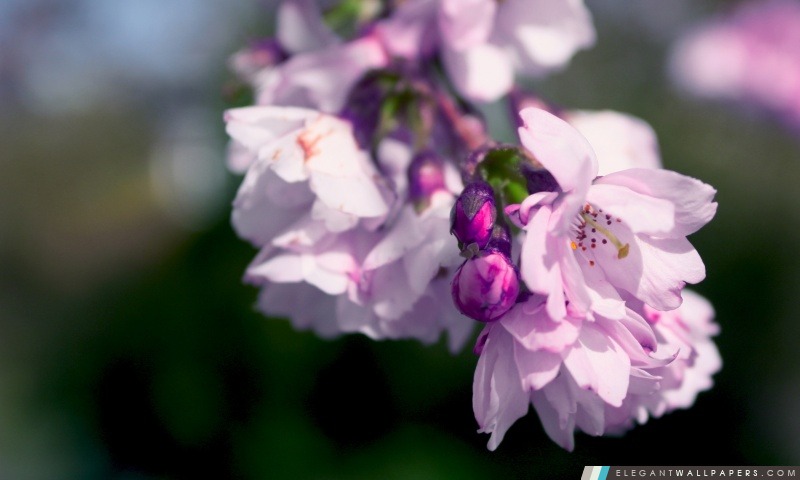 Violet printemps Macro de fleurs, Arrière-plans HD à télécharger