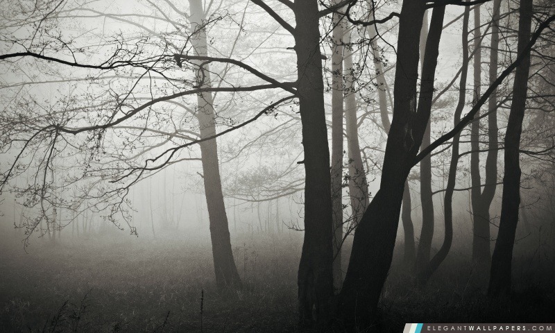 Fog Forest, hiver, Arrière-plans HD à télécharger
