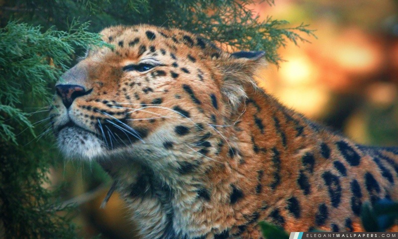 Mignon Amur Leopard, Arrière-plans HD à télécharger