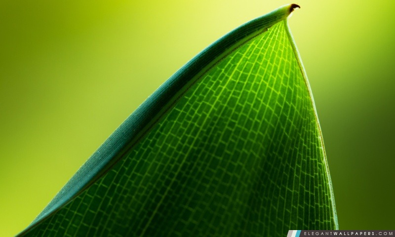 Green Leaf Macro, Arrière-plans HD à télécharger