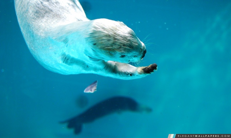Sea Otter, Arrière-plans HD à télécharger