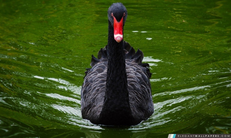 Black Swan, Arrière-plans HD à télécharger