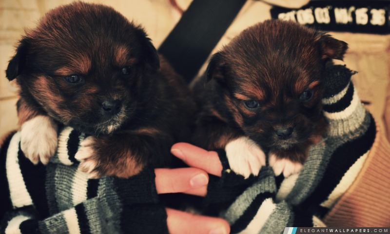Cute Puppies, Arrière-plans HD à télécharger