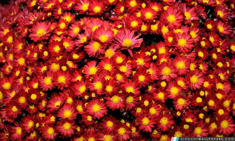 Chrysanthèmes, Arrière-plans HD à télécharger