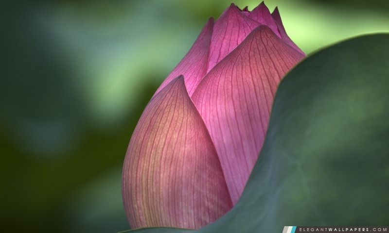 Fleur de Lotus, Arrière-plans HD à télécharger