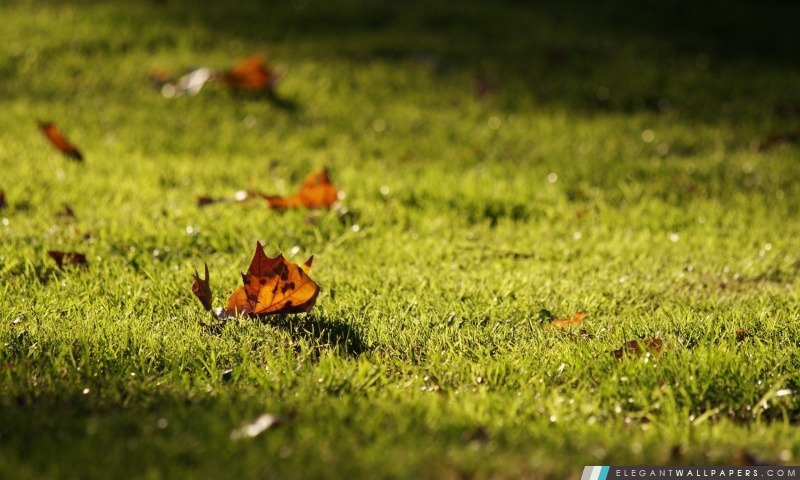 Feuilles d'automne sur la pelouse, Arrière-plans HD à télécharger
