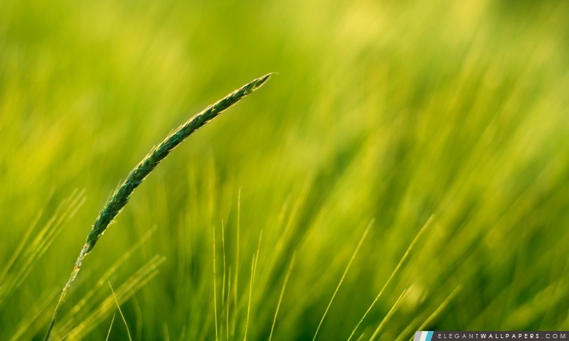 Green Grass, Arrière-plans HD à télécharger