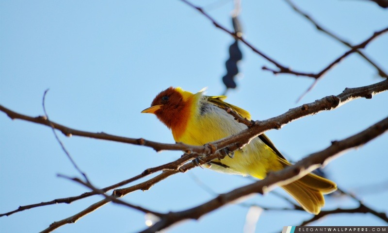 Yellow Bird, Arrière-plans HD à télécharger