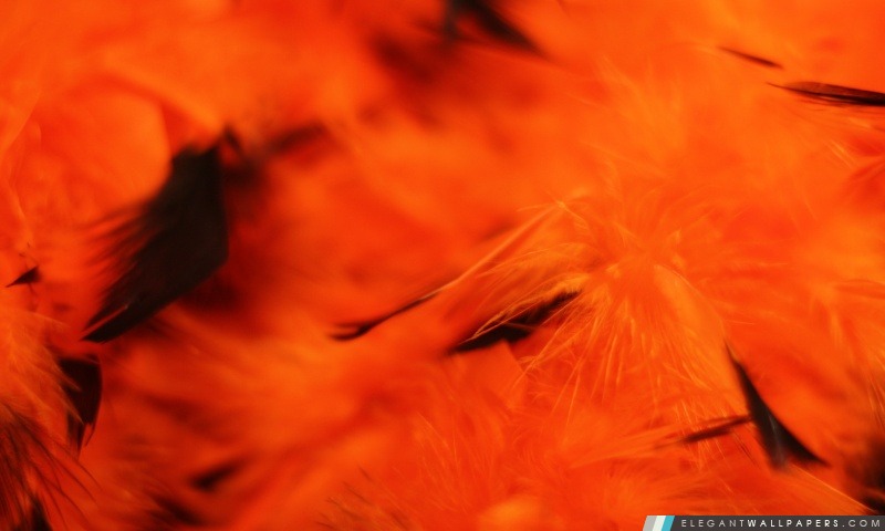 Halloween Fond orange, Arrière-plans HD à télécharger