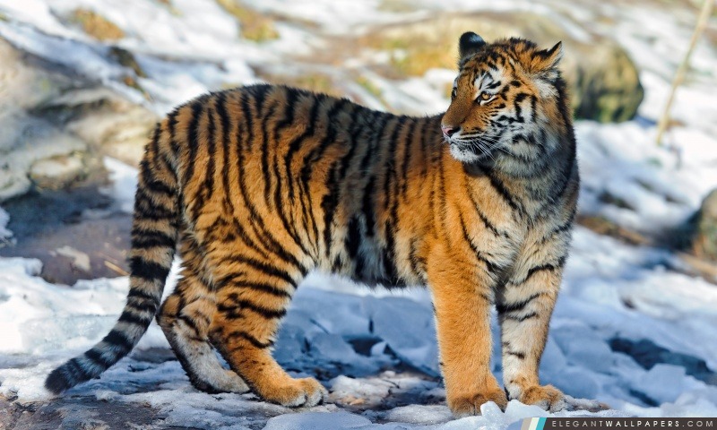 Tiger debout dans la neige, Arrière-plans HD à télécharger
