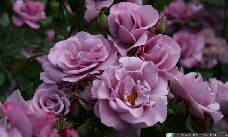Roses de jardin Close-up, Arrière-plans HD à télécharger