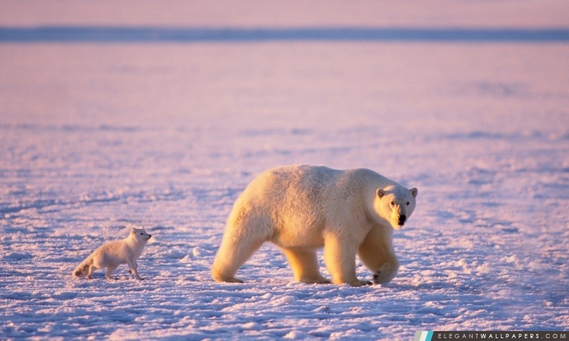 Arctic Fox et l'ours polaire, Arrière-plans HD à télécharger