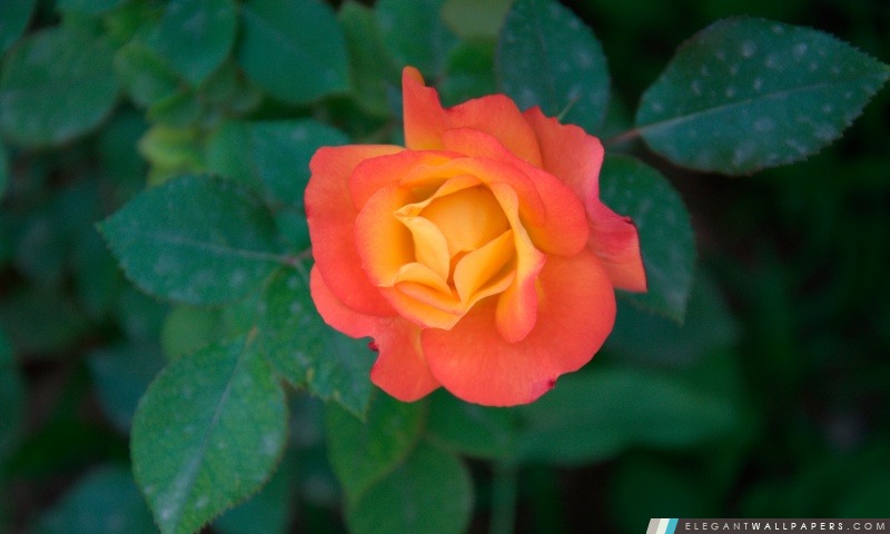 Rose orange, Arrière-plans HD à télécharger