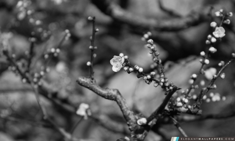 Plum Blossom en noir et blanc, Arrière-plans HD à télécharger