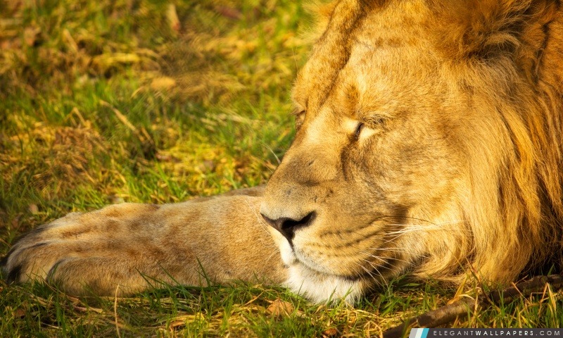 Sleeping Lion, Arrière-plans HD à télécharger