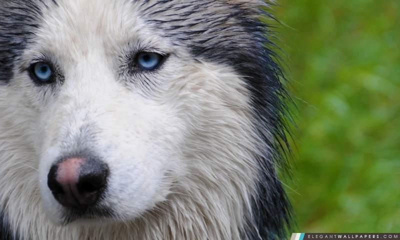 Portrait de chien de traîneau, Arrière-plans HD à télécharger