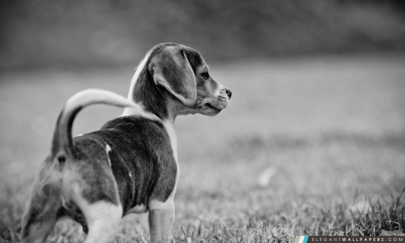 Beagle, Arrière-plans HD à télécharger