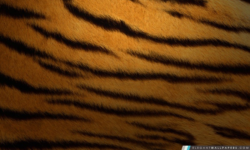 Tiger Fond de fourrure, Arrière-plans HD à télécharger